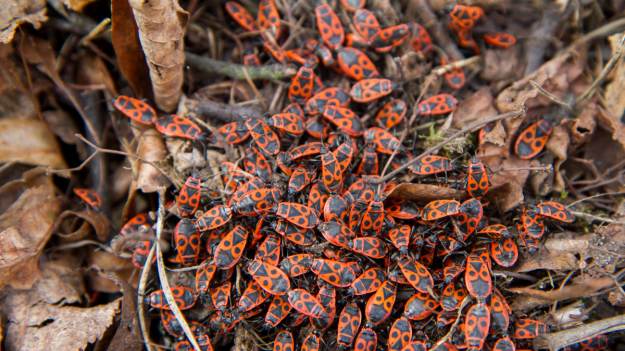 RMF Extra: "Tramwajarz" to popularny w Polsce owad. Nie zabijaj go! 