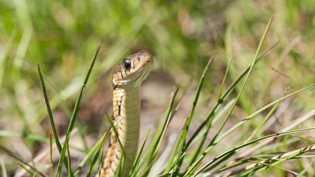 RMF Extra: Tego unikaj w ogrodzie! Przyciągnie węże szybciej niż myślisz
