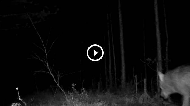 RMF Extra: Wilk usiadł tuż przed kamerą i zaczął wyć. "Nagranie jedno na milion" [WIDEO]
