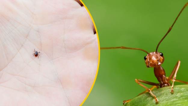 RMF Extra: Mam je w ogródku. Skutecznie odstraszają kleszcze!