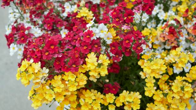 RMF Extra: Zapomnij o pelargoniach! Ta roślina podbija polskie balkony i kwitnie aż do jesieni