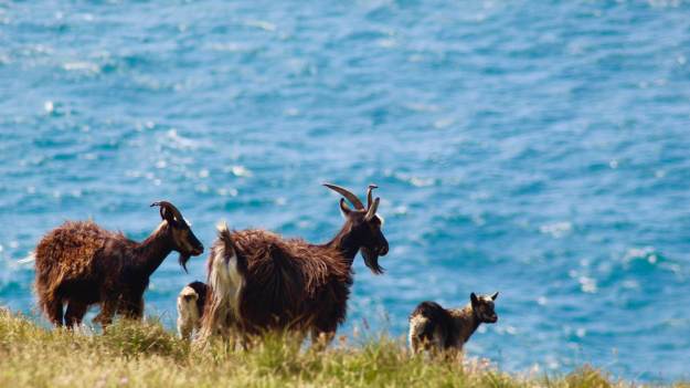 RMF Extra: Na tej wyspie nie ma słodkiej wody, a żyją tu kozy. Naukowcy mają dwie hipotezy