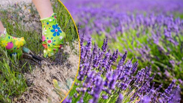 RMF Extra: Lawenda kwitnąca całe lato? Ten jeden zabieg w marcu zapewni spektakularny efekt