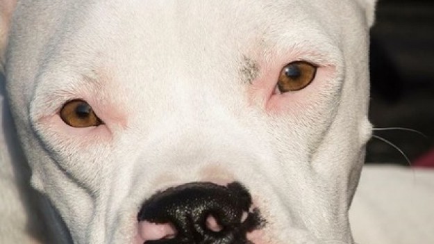 RMF Extra: Ten bokser urodził się bez przednich łapek! Zobacz, jak sobie radzi