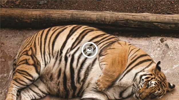 RMF Extra: Tygrysia matka straciła swoje dzieci. Dostała pod opiekę prosięta. Jej reakcja jest niesamowita!