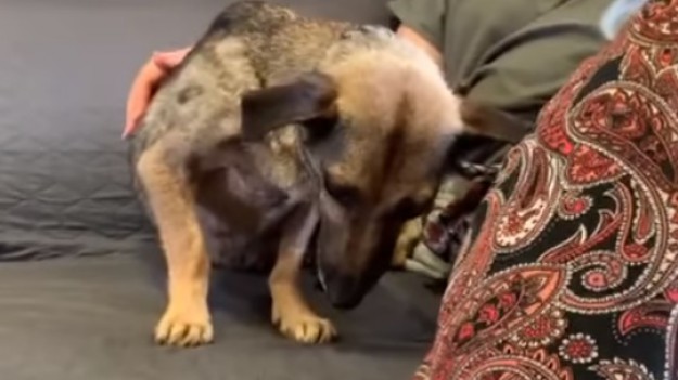 RMF Extra: Psiaki po przejściach potrzebują pomocy! "Zdrowe na ciele, chore na duszy"