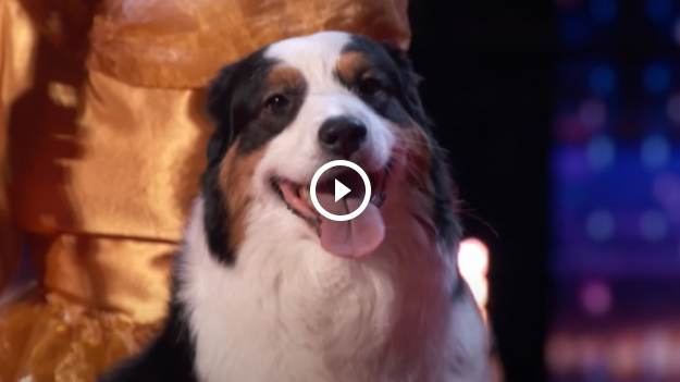 RMF Extra: Ten pies potrafi rzeczy, których sobie nie wyobrażacie! Owczarek przeszedł do kolejnego etapu "Mam Talent" [WIDEO]