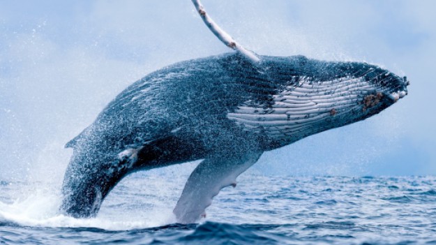 RMF Extra: Zagrożone gatunki zwierząt na koszulkach znanej marki. Zastąpią słynne logo