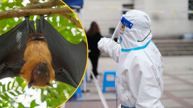 RMF Extra: Wirus Nipah znów atakuje Azję. Przenoszą go nietoperze, a nikt nie wymyślił jeszcze leku!