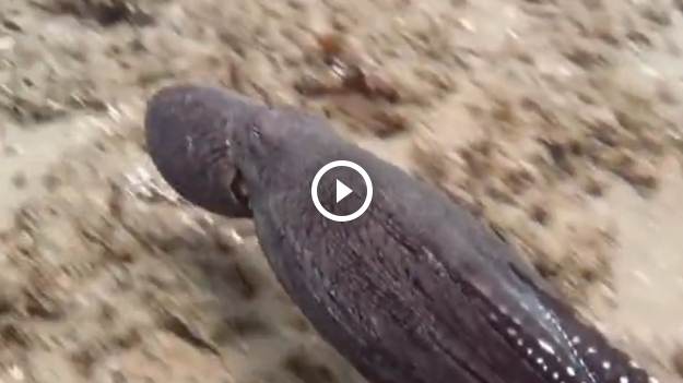 RMF Extra: Niezwykła ośmiornica w mgnieniu oka staje się niewidzialna... [WIDEO]