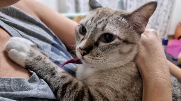 RMF Extra: Dlaczego kot kładzie na tobie łapki? Oto, co naprawdę chce ci powiedzieć!