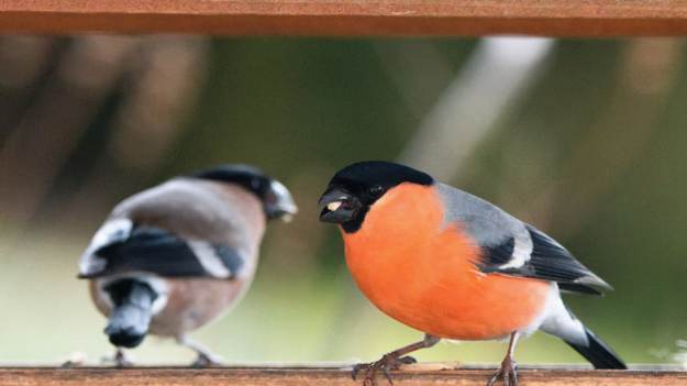 RMF Extra: Ostrzeżenie dla osób mających gile w ogrodach. Mało kto o tym wie 