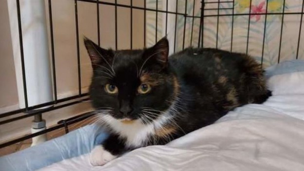 RMF Extra: Kotka znaleziona na działkach z pękniętym ropniem. Wymaga natychmiastowego leczenia