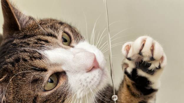 RMF Extra: Kot nie chce pić? Oto 3 triki, które mogą rozwiązać ten problem!