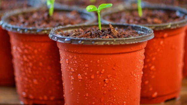 RMF Extra: Chcesz uniknąć przeziębienia? Wystarczy postawić roślinę doniczkową na biurku!