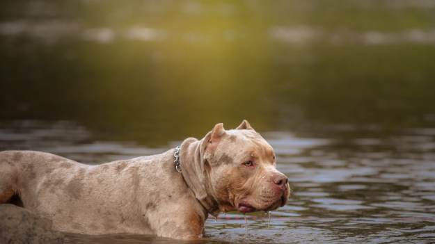 RMF Extra: Decyzja zapadła. Od przyszłego roku posiadanie tego psa będzie tam nielegalne 