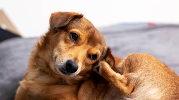 RMF Extra: Pies drapie się w ten sposób? Właściciele nie powinni tego ignorować!