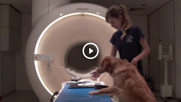 RMF Extra: To oficjalne! Psy rozumieją, co do nich mówimy