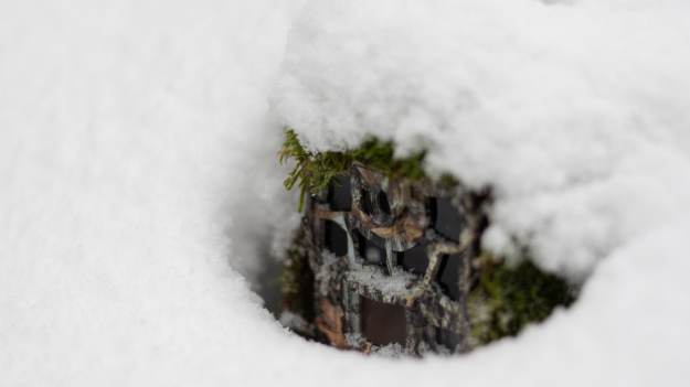 RMF Extra: Trzy rysie rozczuliły internautów. Nagranie z fotopułapki robi furorę w sieci! [WIDEO]