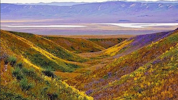 RMF Extra: Południowa Kalifornia utonęła w kwiatach!