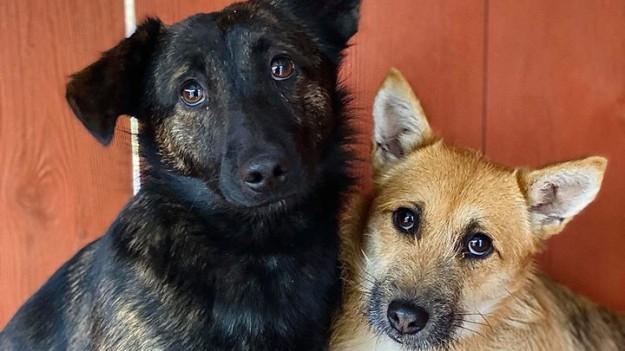 RMF Extra: Dolce i Gaba pilnie potrzebują nowego domu. "Może zdążymy przed świętami"