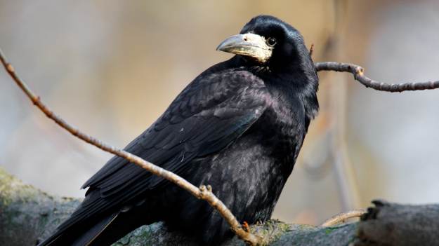 RMF Extra: To dzieje się na naszych oczach. Za 30 lat ten ptak może całkowicie zniknąć z Polski