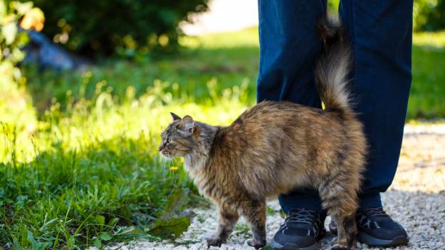 RMF Extra: Twój kot się o ciebie ociera? W ten sposób próbuje powiedzieć ci coś ważnego