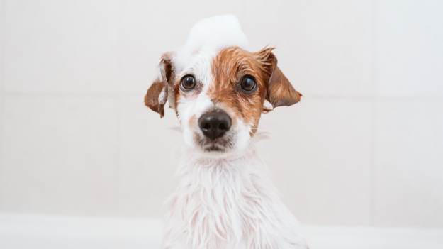 RMF Extra: Jak często kąpać psa?