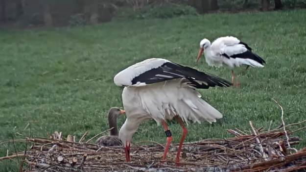 RMF Extra: Kamera uchwyciła moment, w którym wykluło się pierwsze pisklę. Bociania radość była ogromna! [WIDEO]