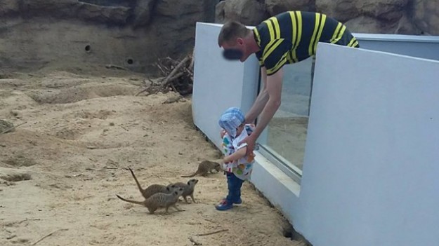 RMF Extra: Ojciec włożył dziecko do wybiegu dla zwierząt. Zoo w Zamościu komentuje