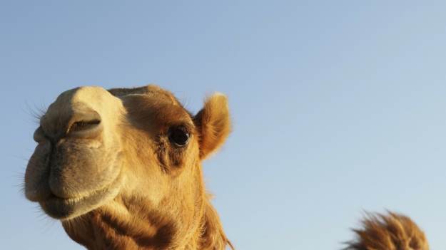 RMF Extra: Niecodzienny widok w Londynie. Kobieta spacerowała z wielbłądem