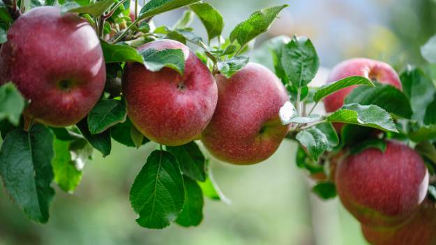 RMF Extra: Jadła dwa jabłka codziennie. Takie zauważyła zmiany w organizmie. Efekty przerosły jej oczekiwania!