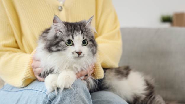 RMF Extra: 4 najpopularniejsze błędy w opiece nad kotem. Właściciele ciągle je popełniają!