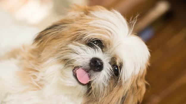 RMF Extra: Dzielny pies podbił serca internautów. Mimo paraliżu tylnych łap świetnie sobie radzi [WIDEO]