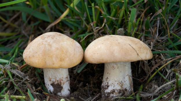 RMF Extra: Ten grzyb kiedyś był uwielbiany. Dziś rzadko go zbieramy 