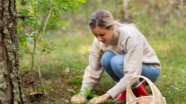 RMF Extra: Jak zbierać grzyby? Wykręcać czy wycinać? I jak je przechowywać, by nie stały się toksyczne? Sprawdź!