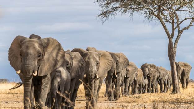 RMF Extra: Słoń zastrzelony przez kłusownika. Stado ze wściekłością ruszyło w stronę zabójcy [WIDEO] 