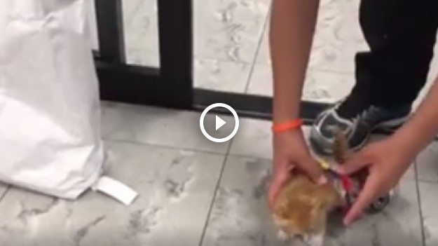 RMF Extra: Kotek dostał nowe życie! 