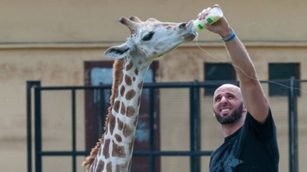 RMF Extra: Nie żyje żyrafek Gortat. Miał półtora roku