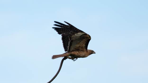 RMF Extra: Z nieba na kobietę spadł wąż. Za moment  runął na nią jastrząb [FOTO]
