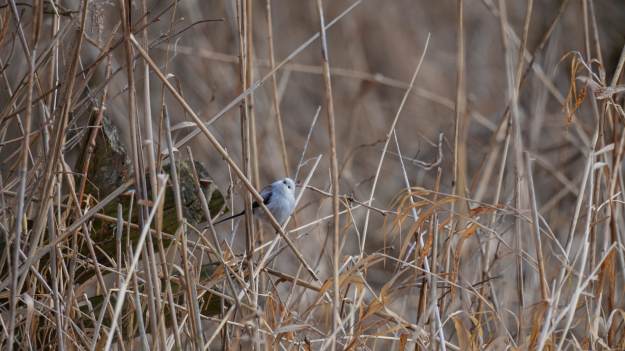 RMF Extra: Wybrano ptaka roku 2025. Mówią, że jest „najsłodszy na świecie”  