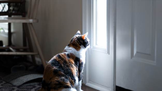 RMF Extra: Na jak długo można zostawić kota samego w domu? Odpowiedź nie jest taka prosta