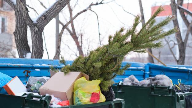Gdzie wyrzucić choinkę? Wielu Polaków popełnia..