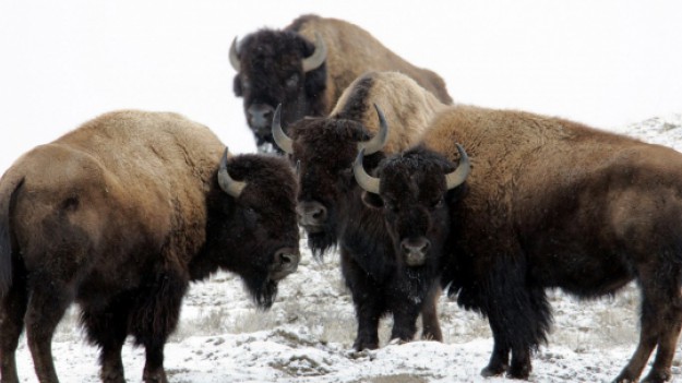 RMF Extra: Polskie Żubry z Nadleśnictwa Lutowiska w Bieszczadach zasilą stado w Bułgarii!