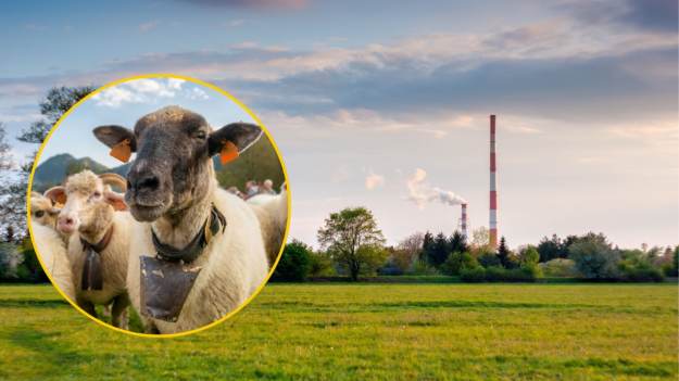 RMF Extra: Owce i kozy zamiast kosiarek. To miasto stawia na ekologiczną rewolucję