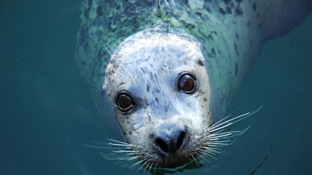 RMF Extra: Foka Kostis nie żyje. Uwielbiana w Grecji foczka została trafiona harpunem