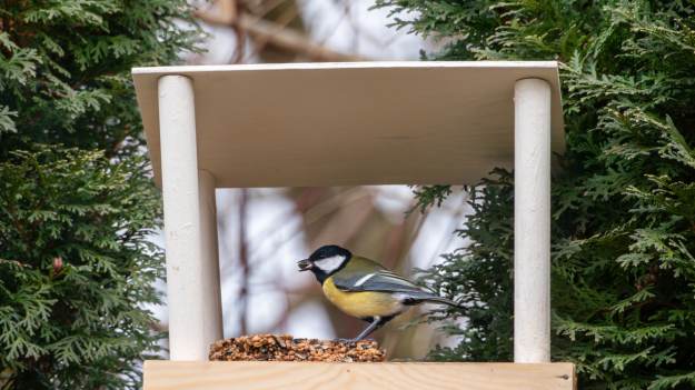 RMF Extra: Sikorki zlatują się do karmnika, kiedy ten przysmak w nim jest. Dlaczego warto mieć je blisko?
