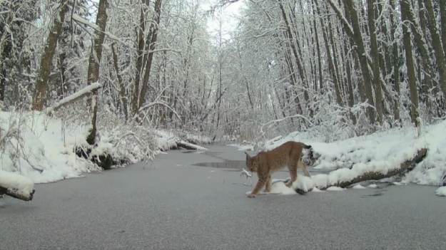 RMF Extra: Ryś kontra cienki lód. Takiej reakcji drapieżnika chyba nikt się nie spodziewał! "Fantastyczne ujęcie" [WIDEO]