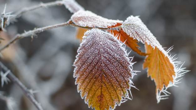 RMF Extra: Spadek temperatury i przymrozki. IMGW wydał ostrzeżenia. Gdzie obowiązują?