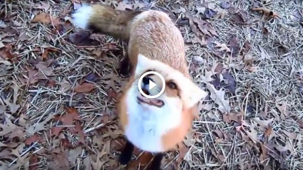 RMF Extra: Lis. Najlepszy przyjaciel człowieka.